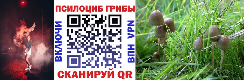 где купить наркоту  Курск  kraken ссылки  Галлюциногенные грибы Psilocybine cubensis 